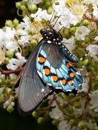 Swallowtail Butterflies