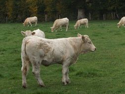 Herd of cows graze on the field