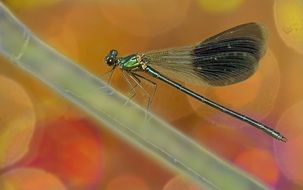 dragonfly closeup on the background of glowing lights