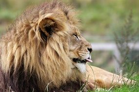 portrait of a lion among grass in africa