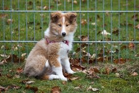 Cute Collie puppy