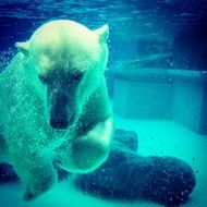 blue photo of Polar Bear Underwater