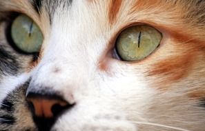 Cat Close Up Eyes