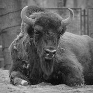 Bison with big horns