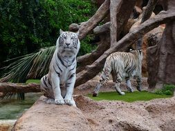 wondrous White Tiger