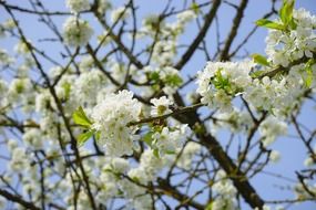 Cherry white Blossom on a sunny day close up