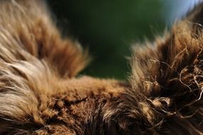 fluffy dog ears