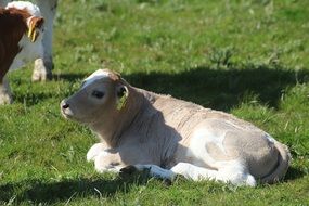 Calf Of Holstein Cattle
