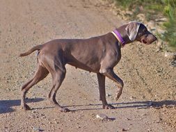 Walking puppy on the road