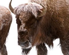 brown bison in winter