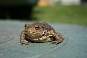 Closeup photo of frog