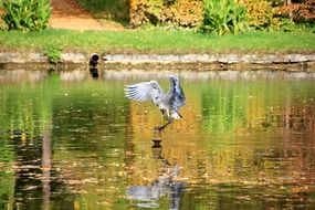 heron in flight above the mirror pond