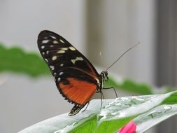 butterfly on the wet leaf