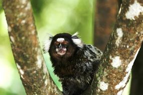 marmoset white tufts