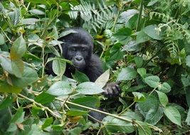 gorilla child sits among the green branches of a tree