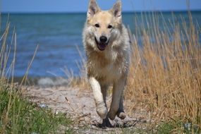 white dog walking along the road by the sea