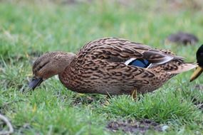 Mallard in the wildlife