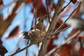 wondrous Hummingbird Small Birds
