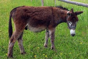 donkey grazing on the green pasture