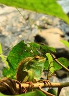 Picture of Lizard in the wildlife