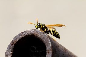 striped Wasp Insect Macro