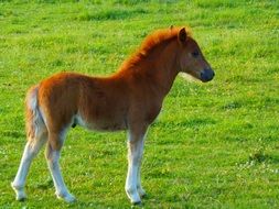brown pony on a green meadow