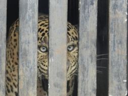 cute lovely Leopard