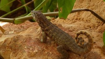 roll tailed iguana on rock, cuba