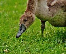 grazing young swan