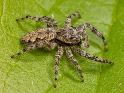 big spider on green grass