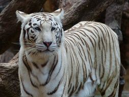 white bengal tiger is a noble animal