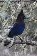blue Stellars Bird portrait