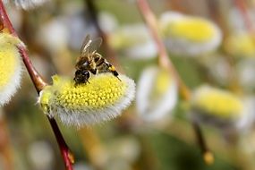 bee on spring plant