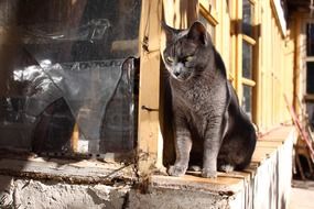 gray cat sits on a wooden beam