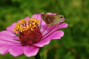 Flower Zinnia Moth Insect Bug