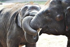 Elephants in the jungle in Africa