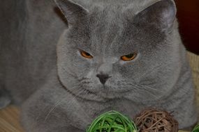 cute gray british cat