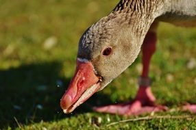 Goose eating grass in a meadow