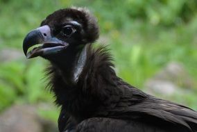 black vulture in wildlife