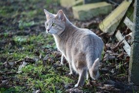 sneaking grey cat