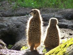 Meerkats Animals