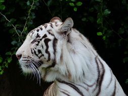 beautiful and cute Tiger Portrait