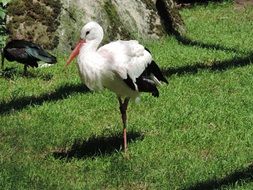 Black Stork in Zoo portrait
