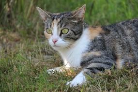 lying low tree colored cat