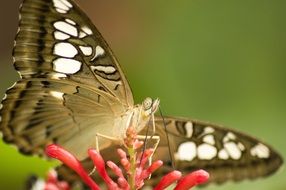 wondrous Butterfly Insect close-up on blurred background