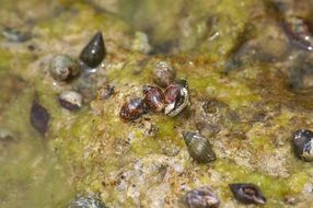 Snails in the seaweed sea