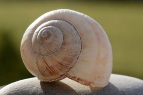 spiral shell of mollusk close up