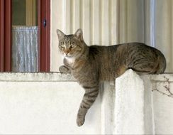 the cat is lying on the window