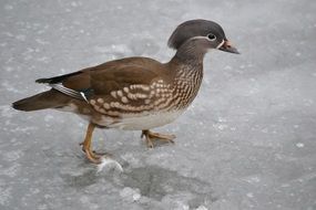 Colorful duck on the frozen pond