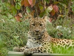 big Leopard in Zoo gorgeous portrait